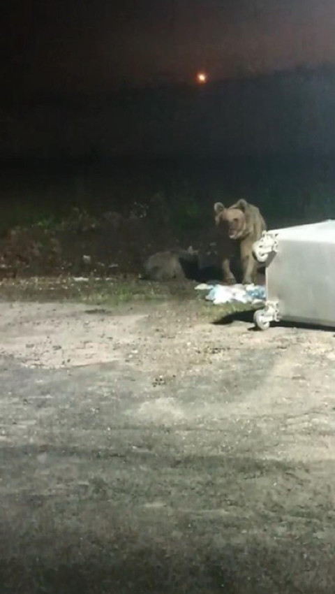 Anne ayı, yavrusunun fotoğrafını çeken kişiye saldırdı - Resim: 4