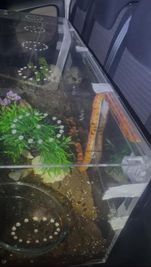 İstanbul'da durdurulan araçta 2'si zehirli 3 yılan ele geçirildi - Resim: 2