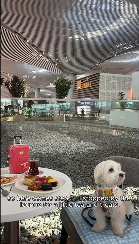 Dünyanın en ünlü gezgin köpeği İstanbul'da ortaya çıktı - Resim: 3