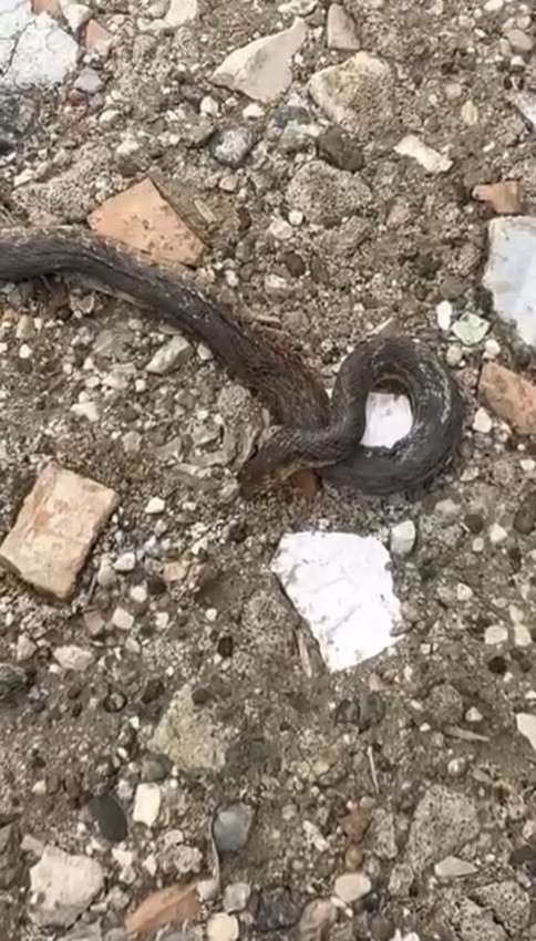 Doğa gezginleri ve vatandaş panikte! Kış uykusu bitti, dev yılanlar geri döndü! - Resim: 3