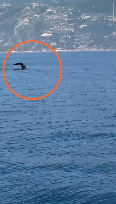 Fethiye açıklarında İspermeçet balinası sürprizi! Saniye saniye görüntülendi - Resim: 3