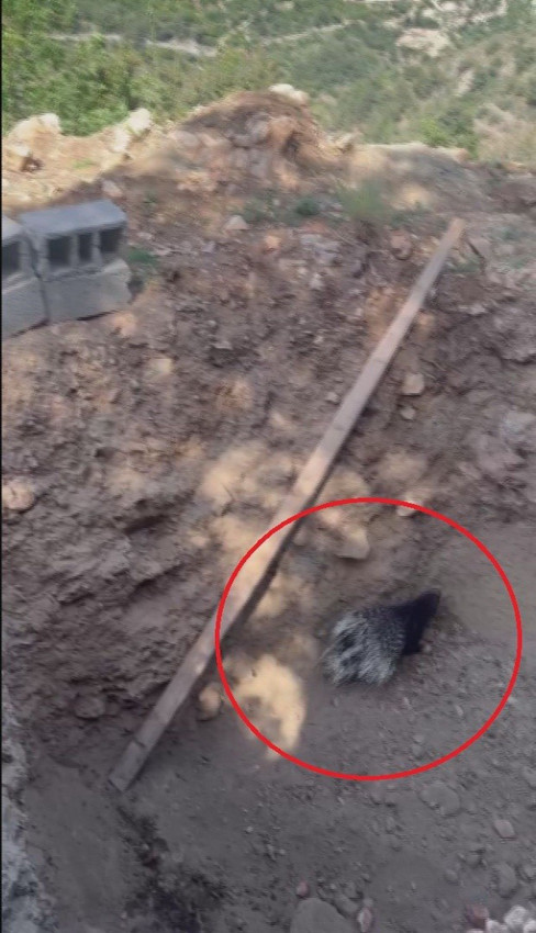 Hatay'da yürüyüşe çıkan vatandaşın dikenli kirpiyi kurtarma operasyonu kamerada - Resim: 2