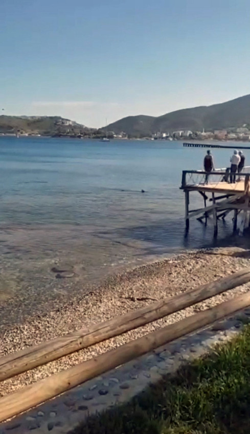 Datça’da kıyıda peş peşe 2 köpekbalığı paniği kamerada - Resim: 1