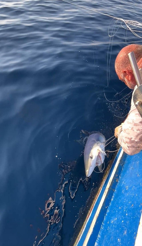 İlker Reis'in oltasına 2,5 metrelik bir canavar takıldı! - Resim: 3