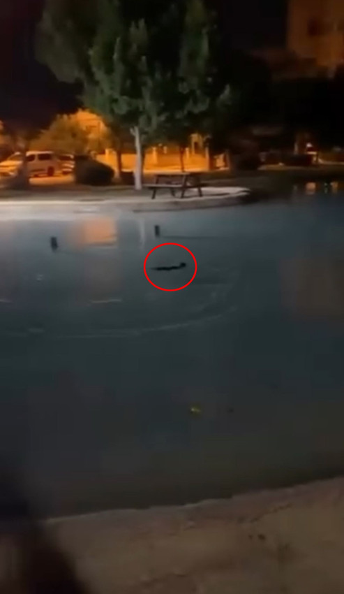 Vicdansızlar, sokak kedisini defalarca süs havuzuna attılar - Resim: 4