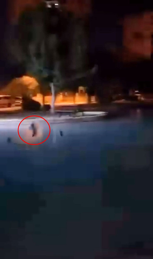 Vicdansızlar, sokak kedisini defalarca süs havuzuna attılar - Resim: 3