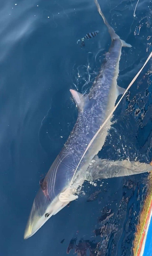 İlker Reis'in oltasına 2,5 metrelik bir canavar takıldı! - Resim: 2