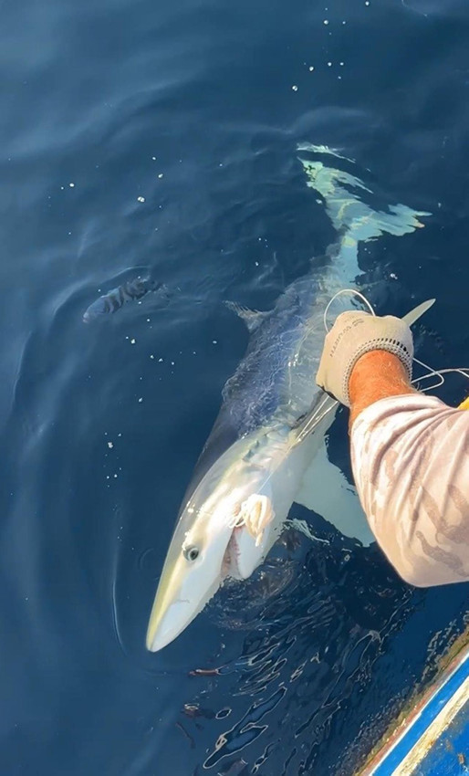 İlker Reis'in oltasına 2,5 metrelik bir canavar takıldı! - Resim: 1