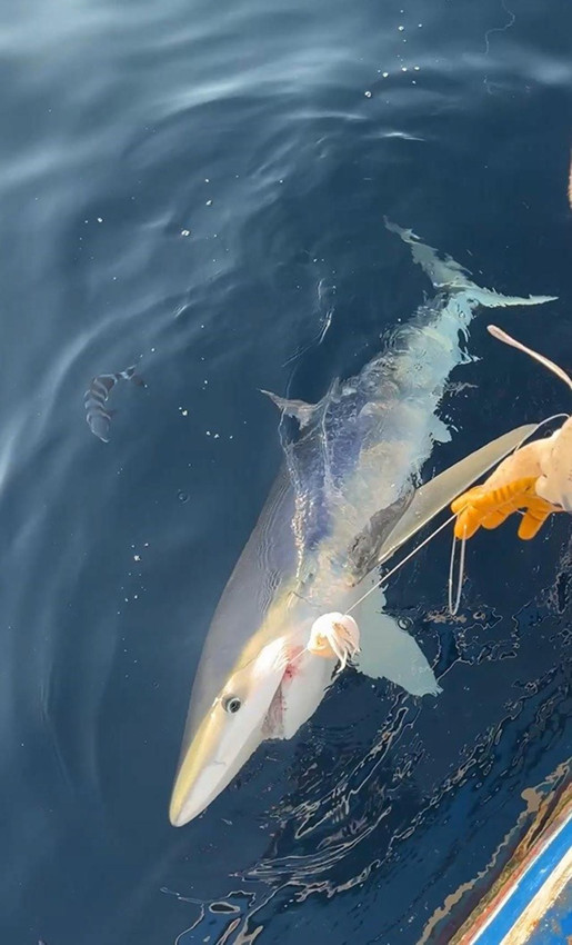İlker Reis'in oltasına 2,5 metrelik bir canavar takıldı! - Resim: 4