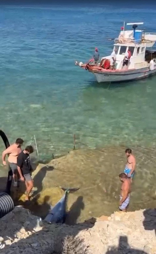 Çeşme sahilinde ekipleri alarma geçiren olay: Çok sayıda orkinos kıyıya vurdu - Resim: 3