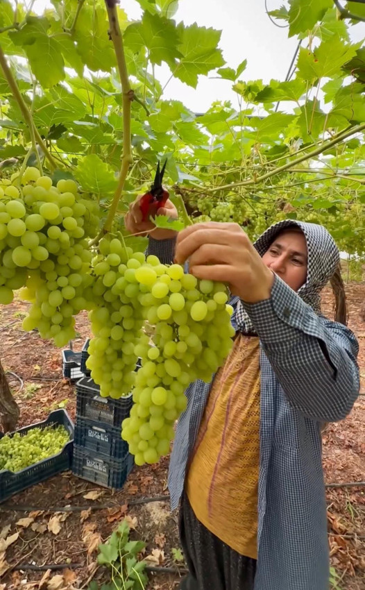 Türkiye'de yeşil altınında hasat başladı: Fiyatı dikkat çekti! - Resim: 3