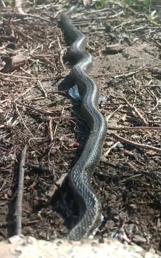 Onlar Türkiye'nin ''yılanlara üfleyen'' ailesi - Resim: 4