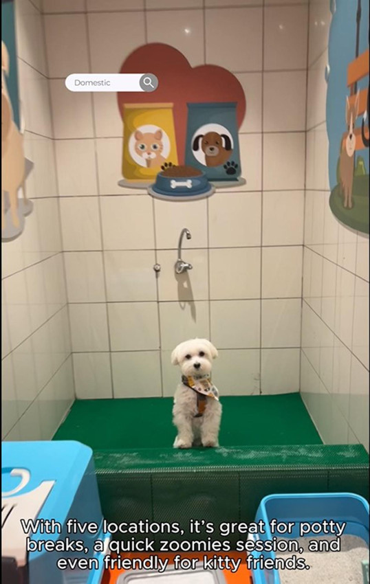 Dünyanın en ünlü gezgin köpeği İstanbul'da ortaya çıktı - Resim: 4