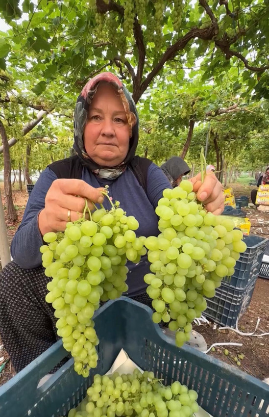 Türkiye'de yeşil altınında hasat başladı: Fiyatı dikkat çekti! - Resim: 4