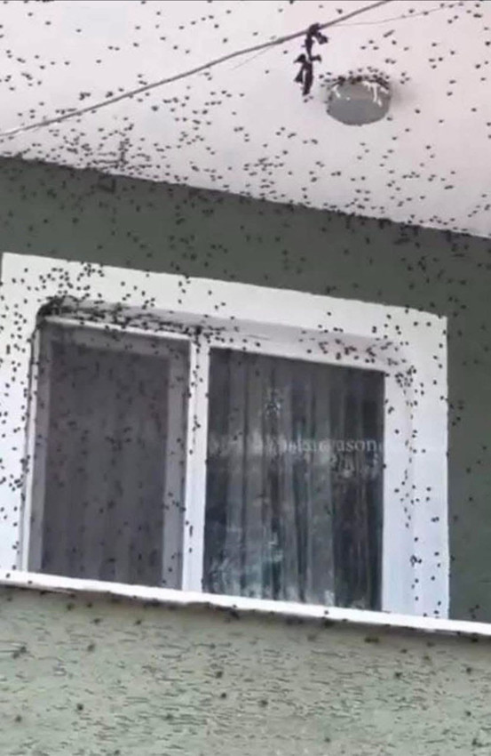 Vatandaşı canından bezdiren istila kamerada: Evlerde, araçlarda her yerde onlar var - Resim: 3