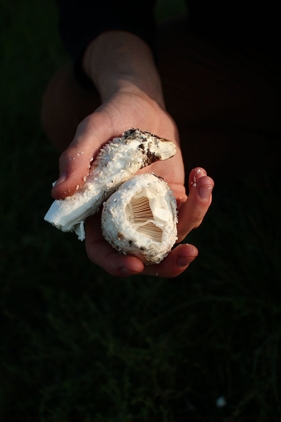 Bilim insanları dünyanın en acı maddesini buldu - Resim: 3