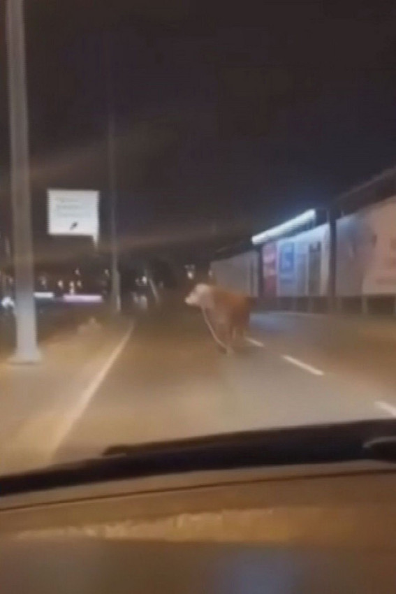 İstanbul çevre yolunda kurbanlık boğa alarmı! Trafiğin içine daldı - Resim: 3