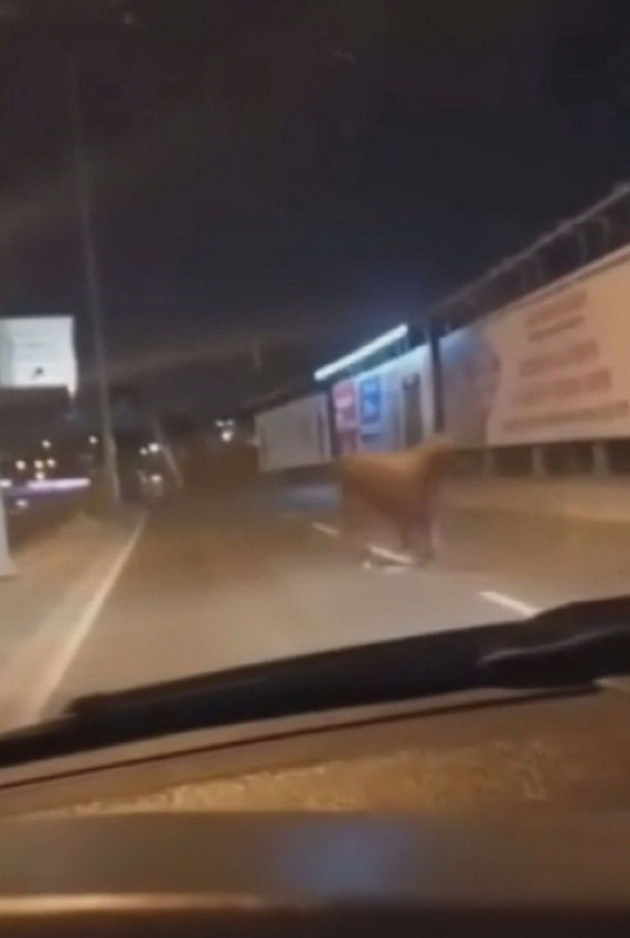 İstanbul çevre yolunda kurbanlık boğa alarmı! Trafiğin içine daldı - Resim: 2