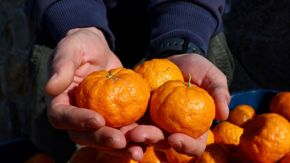 Bodrum'da Mandalin Üreticisine 5 Milyon Kazanç