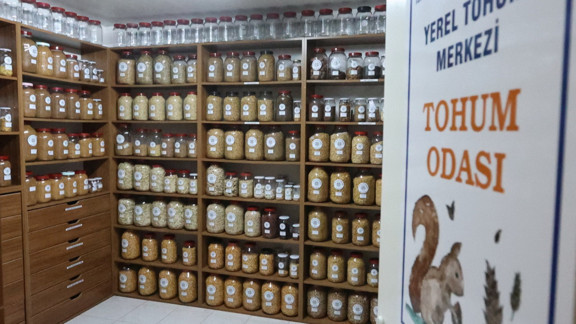 Muğla’nın Ata Tohumları Ülke Toprakları ile Buluşmaya Devam Ediyor