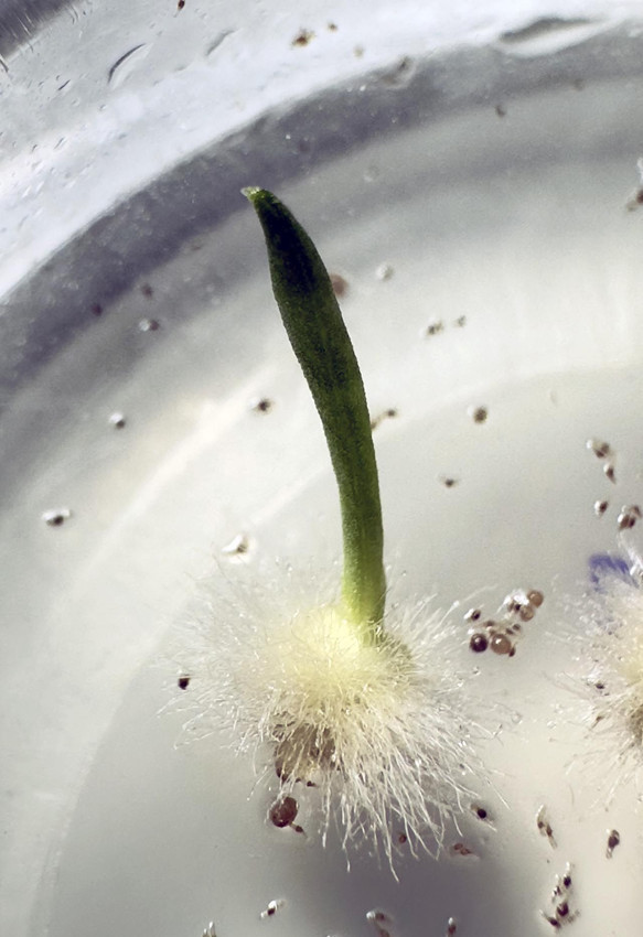 Dünyada sadece Antalya Kaş'ta yetişen o bitki yok oluyor - Resim: 2