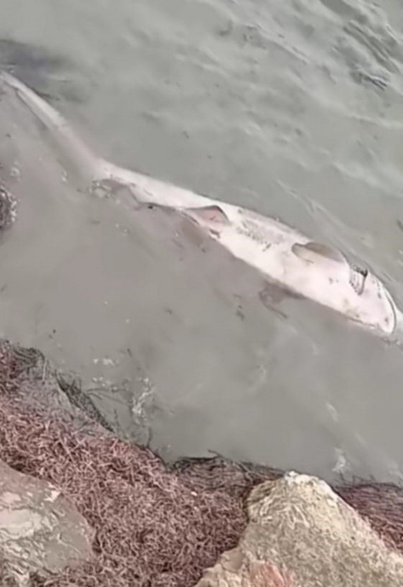 Marmara Denizi'nde 2. köpekbalığı vakası: 1 ayda 2'nci vaka - Resim: 1