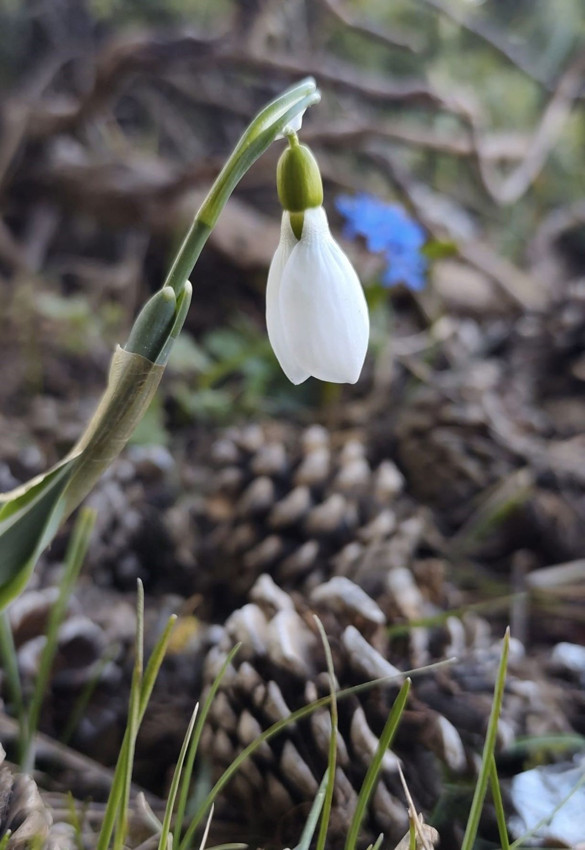 Türkiye'de baharın müjdecisi olarak bilinen eşsiz güzellikler bu yıl 2'nci kez ortaya çıktı! - Resim: 4
