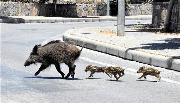 Bodrum'da domuz sürüsü paniği - Resim: 3