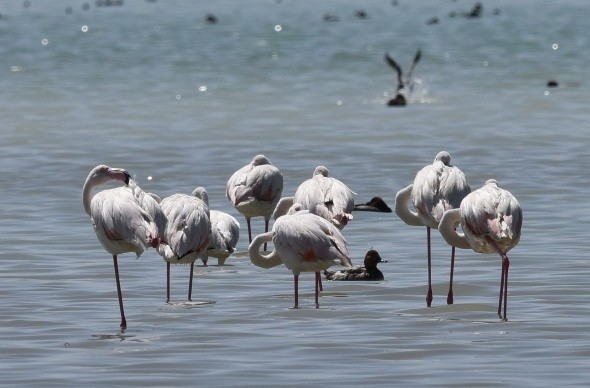 Flamingolar Bitlis'teki Arin Gölü'nü renklendirdi - Resim: 4