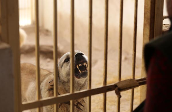 Kangal köpekler teröristlerin kabusu olacak - Resim: 4