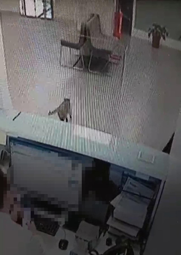 Bankada kamera şakası gibi olay: Veznede işlem yaparken üzerine kedi düştü - Resim: 2