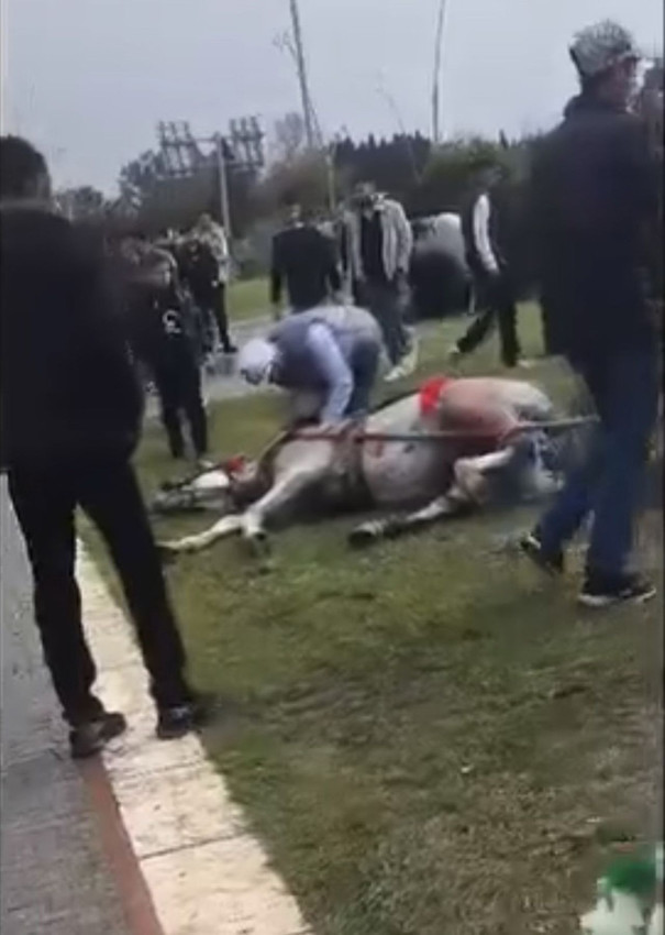 İnfial yaratan dehşet! Atını bayıltana kadar döven caniler hayvan barınağında çalışacak! - Resim: 3