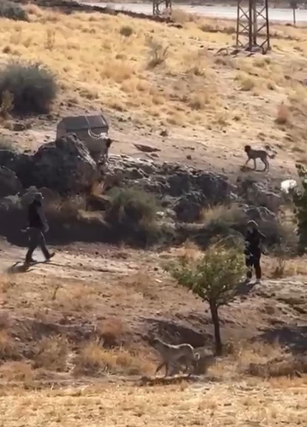 Yavru köpeğe sopalı işkence kamerada - Resim: 3