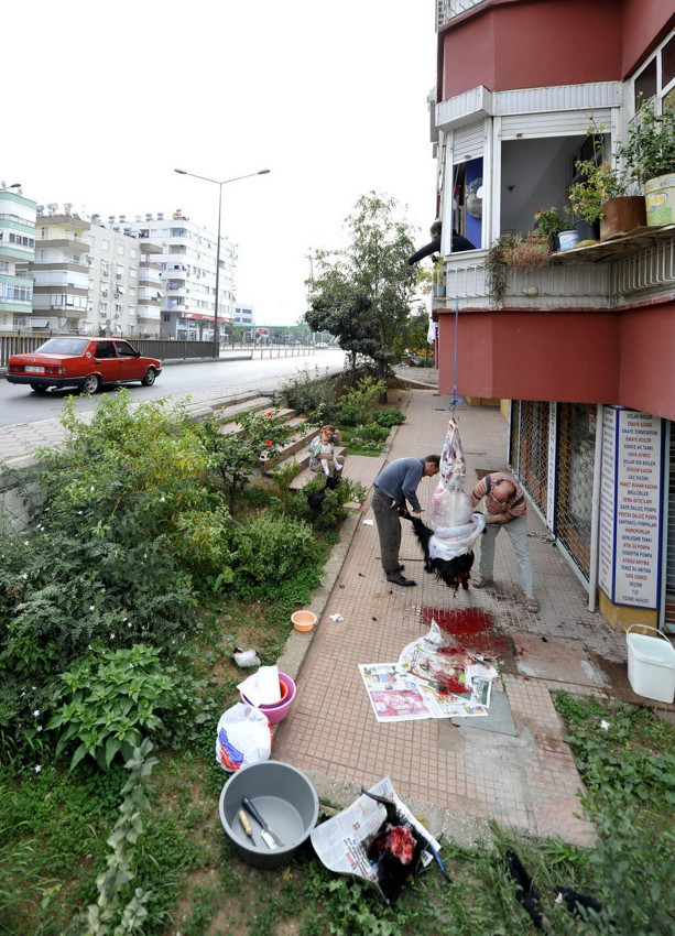 Sokakta kurban kesip, atıklarını gömenlere ve hayvanlara eziyet edenlere kesilecek ceza belli oldu - Resim: 3