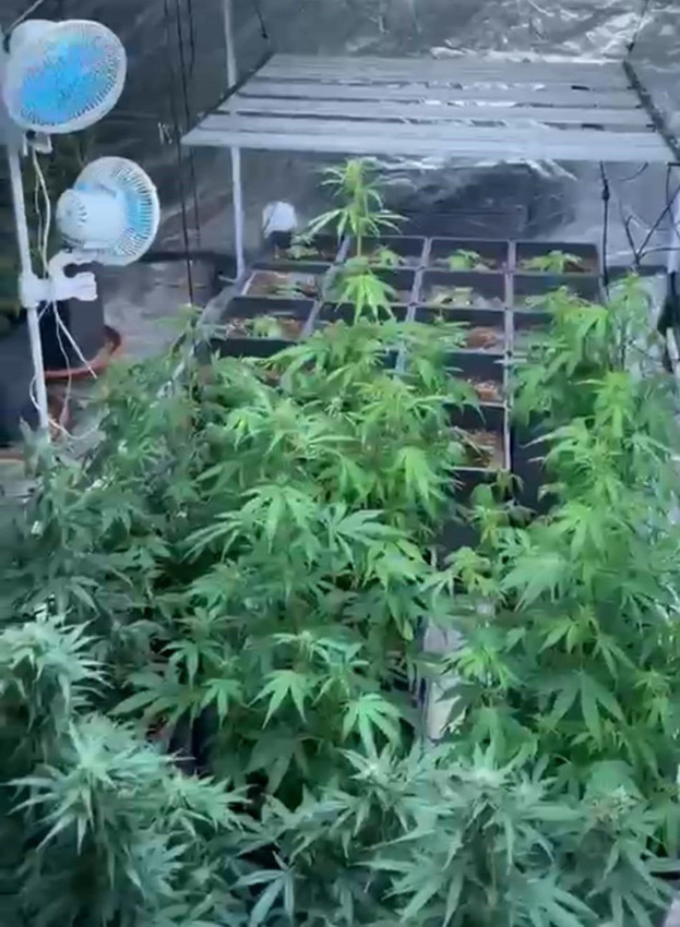 Polisin bastığı ev ''uyuşturucu serası'' çıktı - Resim: 3