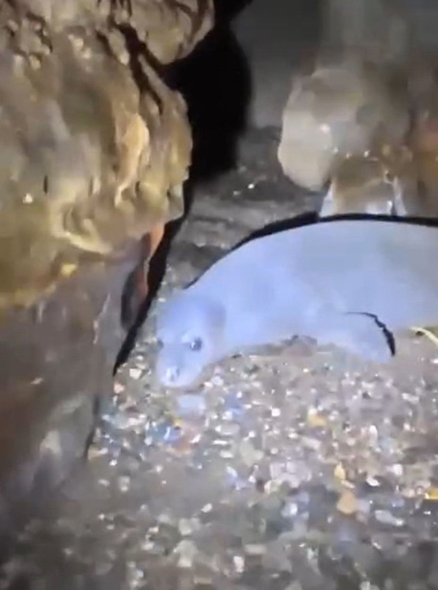 Türkiye'nin turizm başkentinde isyan ettiren turizm: Nesli tehdit altındaki Akdeniz fokları hedefte! - Resim: 4