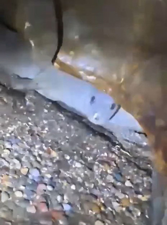 Türkiye'nin turizm başkentinde isyan ettiren turizm: Nesli tehdit altındaki Akdeniz fokları hedefte! - Resim: 3