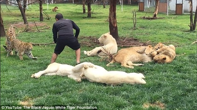 Leopar saldırısından, kaplan kurtardı ! - Resim: 4