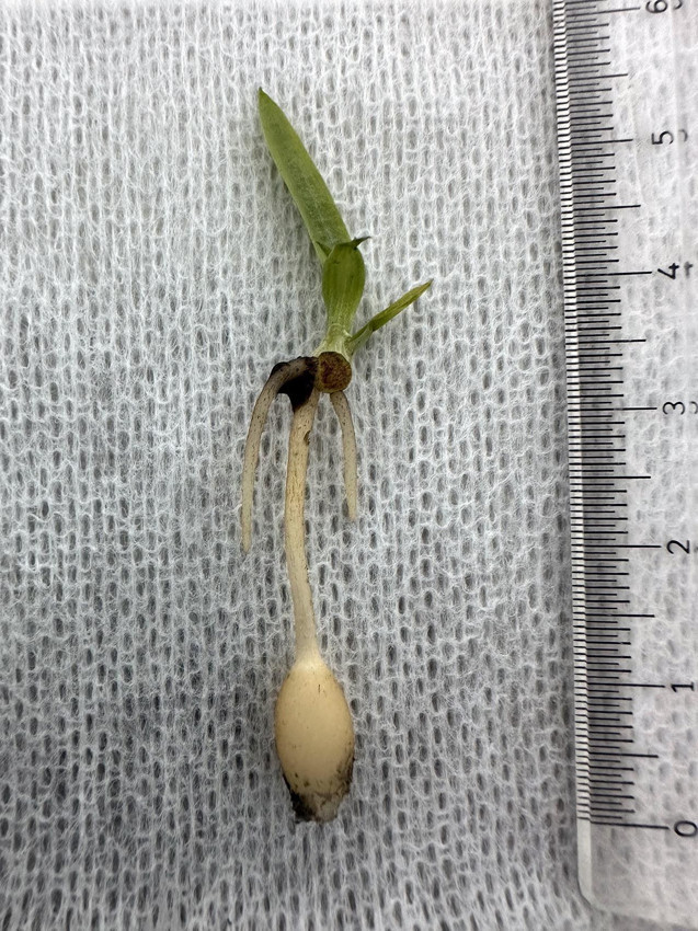 Dünyada sadece Antalya Kaş'ta yetişen o bitki yok oluyor - Resim: 4