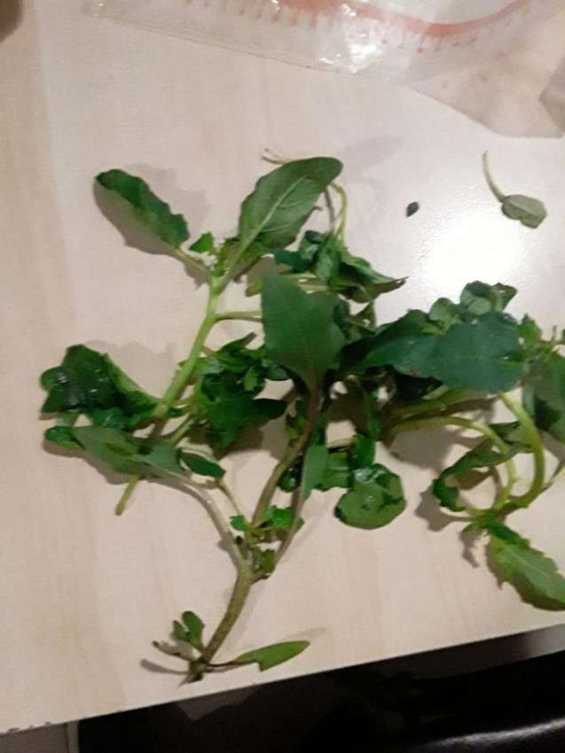 ''Güzelavrat'' yüzünden 8 çocuk hastanelik oldu - Resim: 2