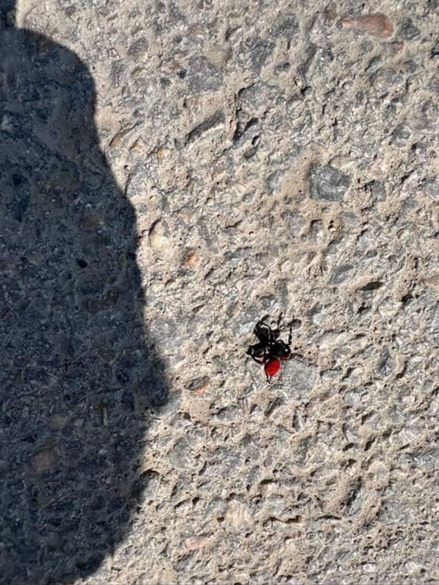 Uğur böceğine benziyor ama hiç masum değil! Sakın elinize almayın - Resim: 2
