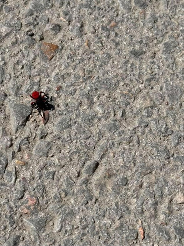 Uğur böceğine benziyor ama hiç masum değil! Sakın elinize almayın - Resim: 3