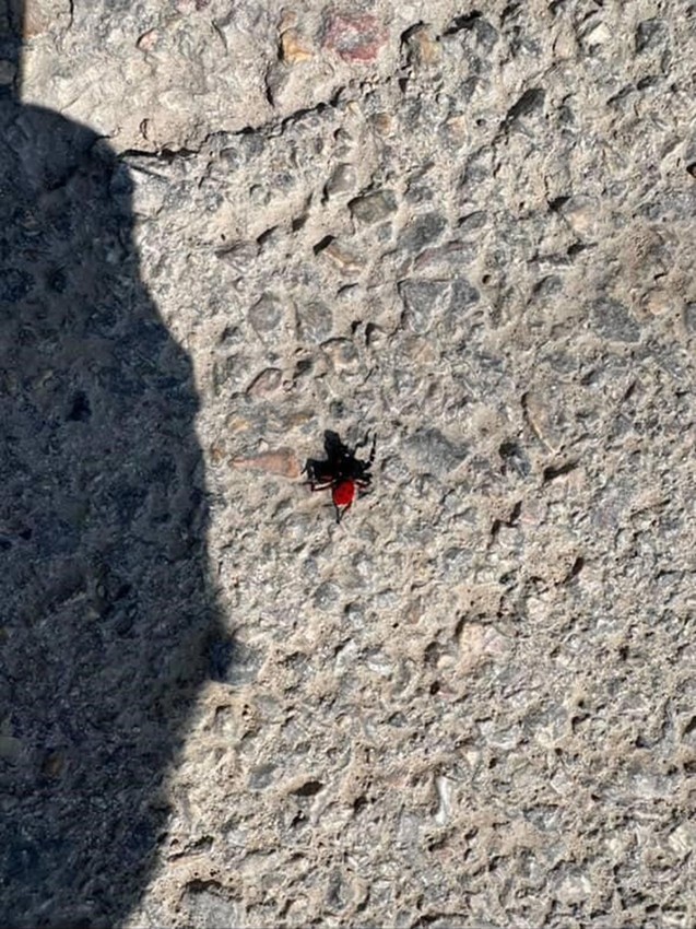 Uğur böceğine benziyor ama hiç masum değil! Sakın elinize almayın - Resim: 4