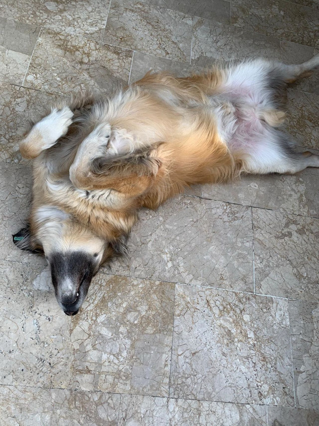 Uzman isim son noktayı koydu: Kedi ya da köpek tüyü ölüme yol açar mı ? - Resim: 4