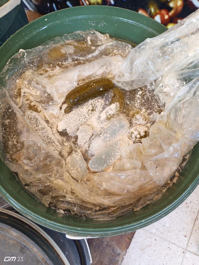 Mide bulandıran operasyon: Toprağa gömerek imha ettiler! - Resim: 3