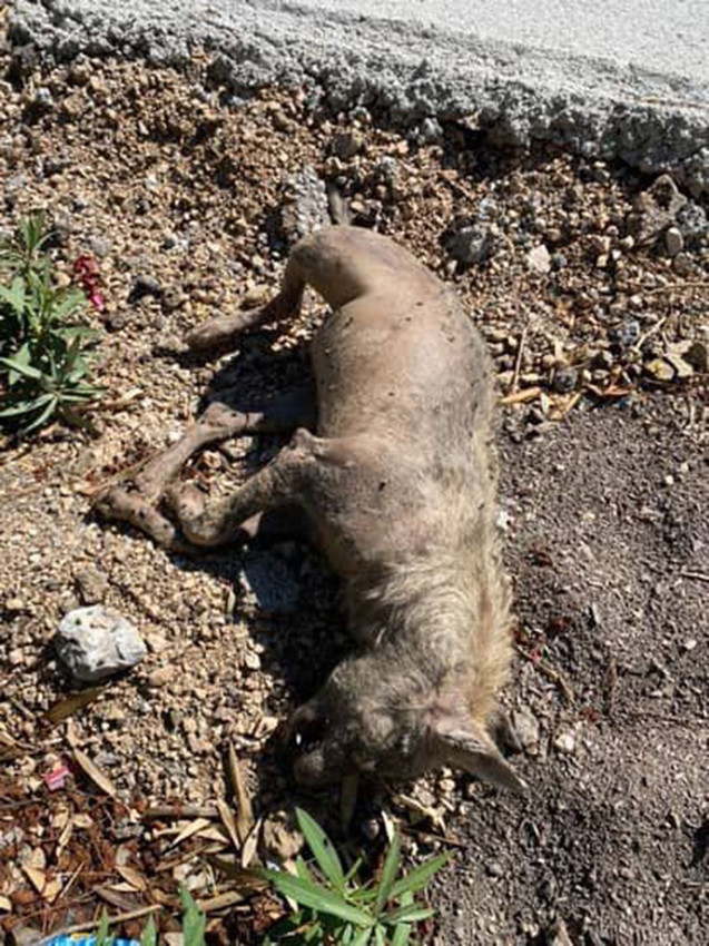 Anadolu'nun gizemli yırtıcısı çizgili sırtlan sanmışlardı, kurt çıktı - Resim: 1