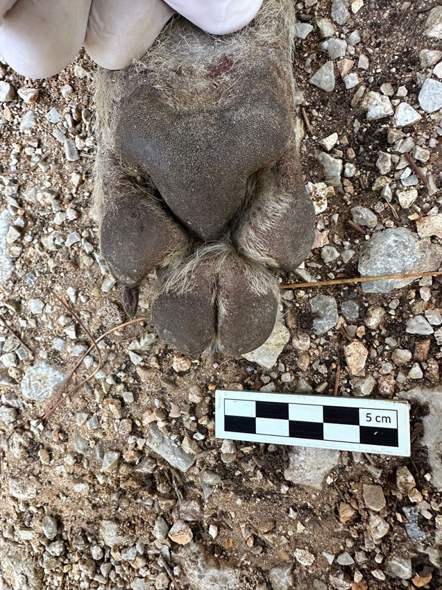 Anadolu'nun gizemli yırtıcısı çizgili sırtlan sanmışlardı, kurt çıktı - Resim: 3