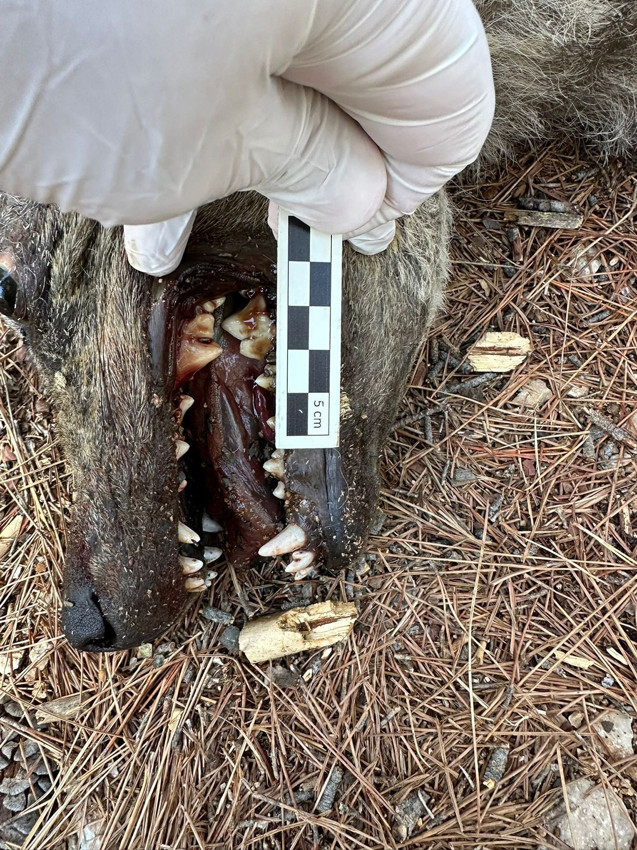 Anadolu'nun gizemli yırtıcısı çizgili sırtlan sanmışlardı, kurt çıktı - Resim: 4