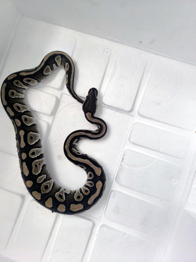 Konya'da inanılmaz olay! Polisin durdurduğu şahsın cebinden öyle bir şey çıktı ki... - Resim: 3