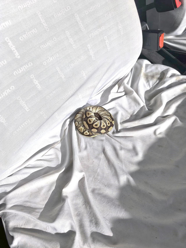 Konya'da inanılmaz olay! Polisin durdurduğu şahsın cebinden öyle bir şey çıktı ki... - Resim: 4